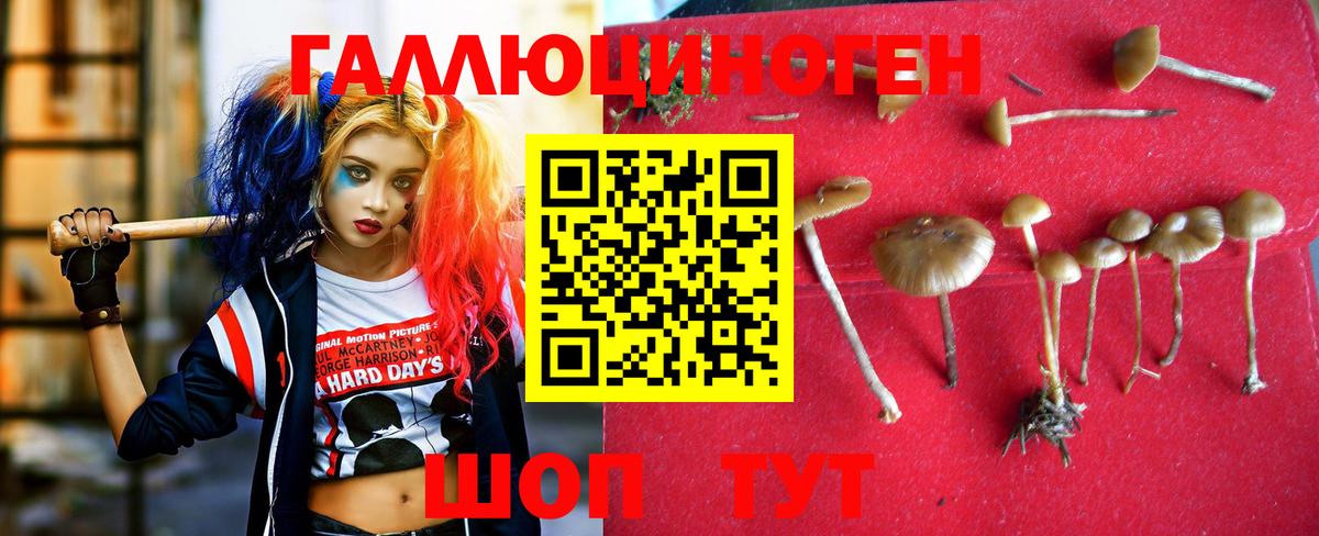 где можно купить   Галлюциногенные грибы Magic Shrooms  Вход с VPN  Кунгур  Псилоцибиновые грибы Psilocybe 
